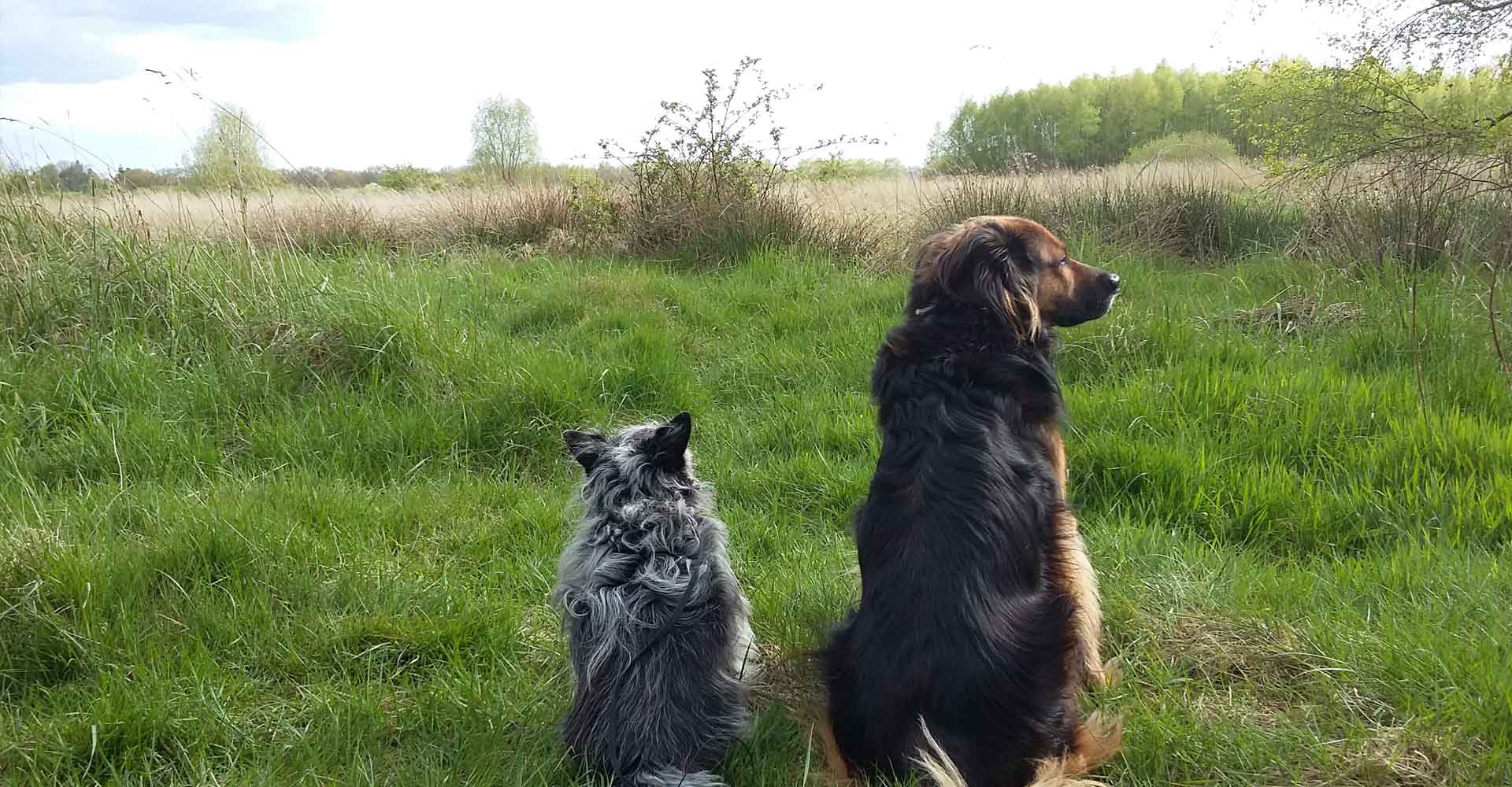 Gassiservice Hundetraining Gassi-Service